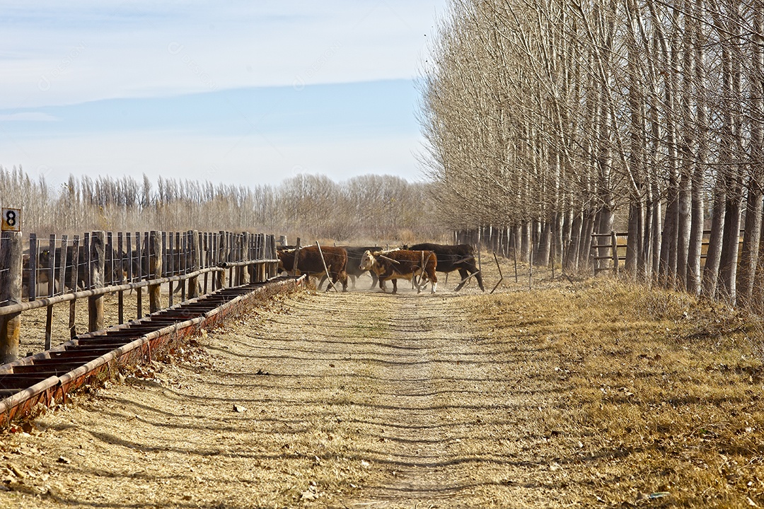 Gado Hereford em um curral