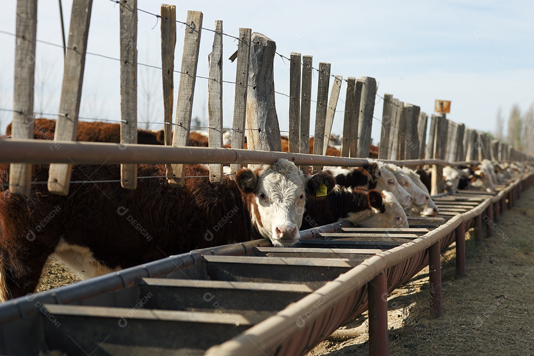 Gado Hereford em um curral