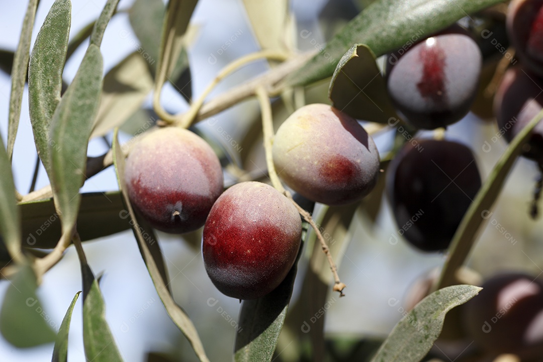 Galhos com frutos de oliveira