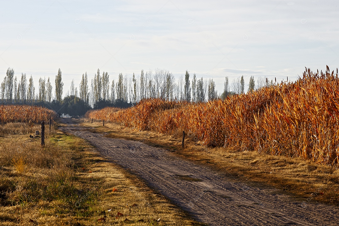 Estrada de uma fazenda