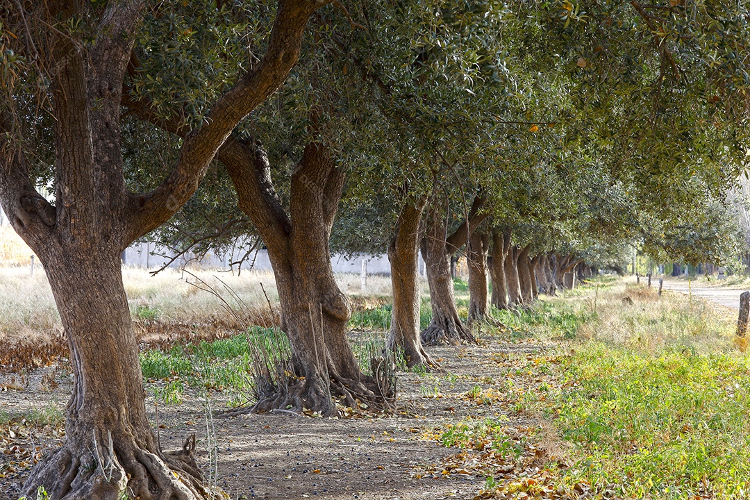 Árvores de oliveiras