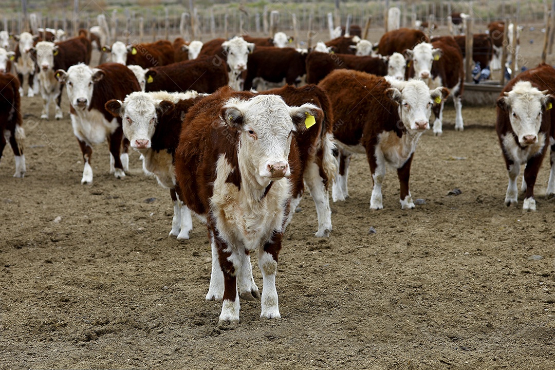 Gados Hereford em um curral