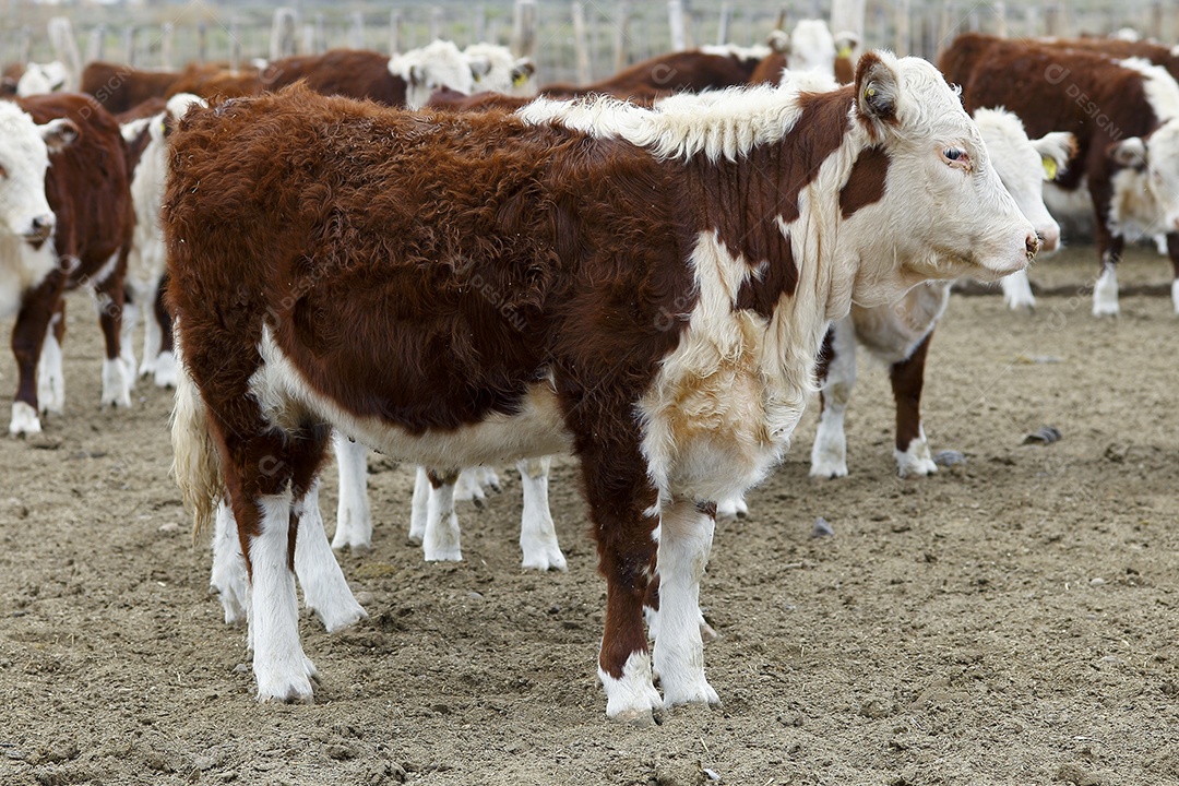 Gado Hereford em um curral