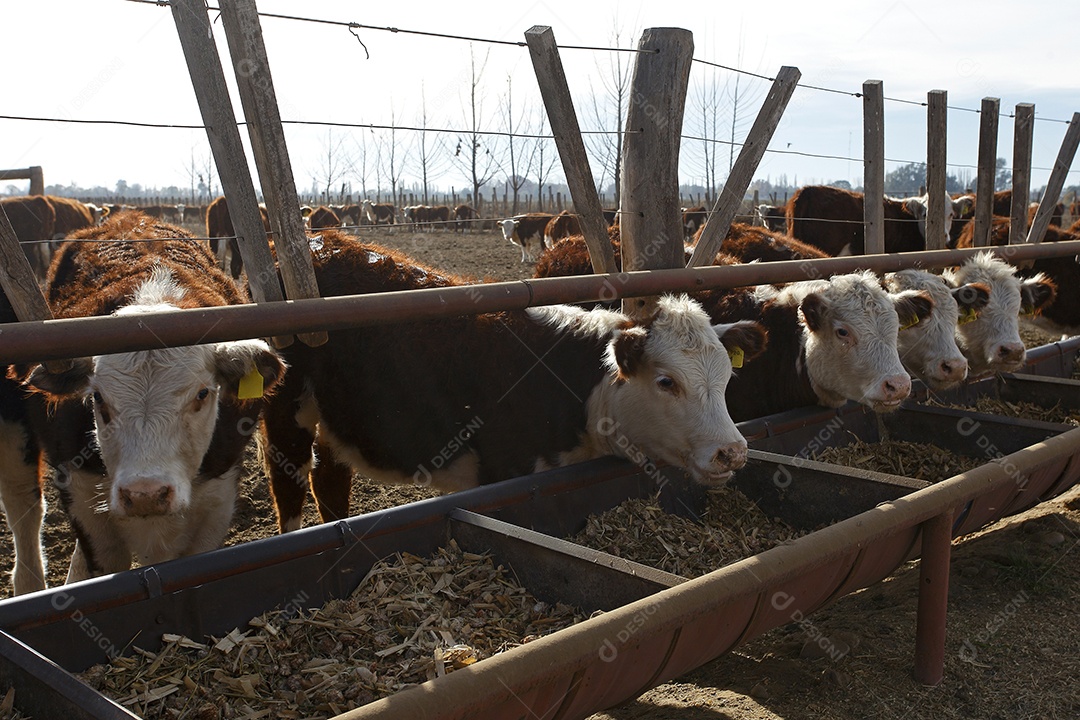 Gado Nelore pastando no curral