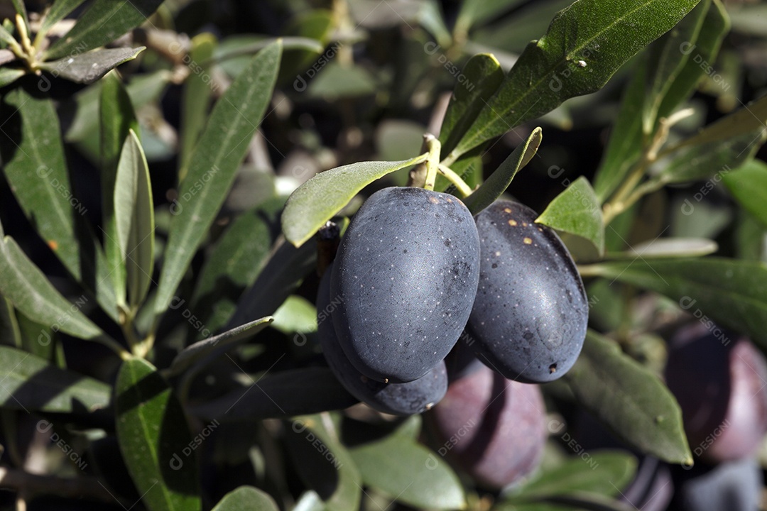 Galhos com frutos de oliveira