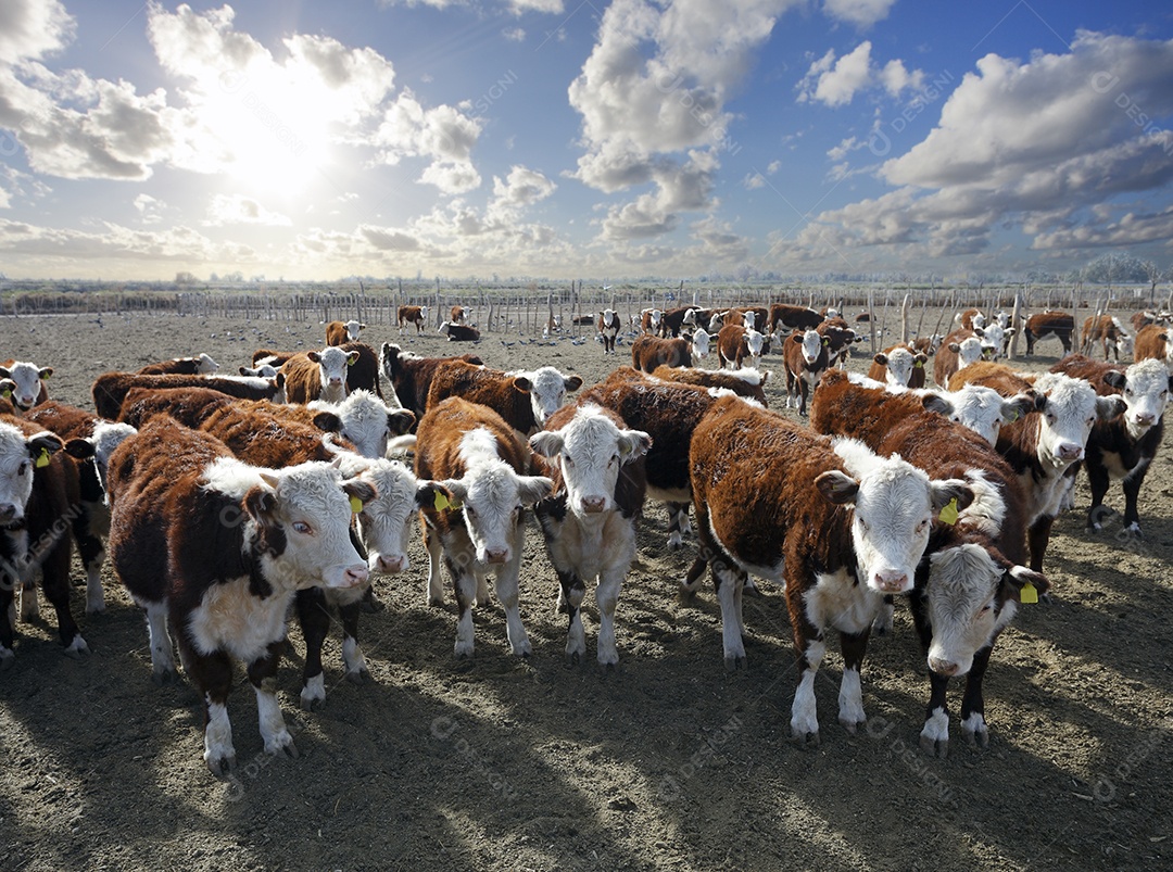 Gado Hereford em pastos