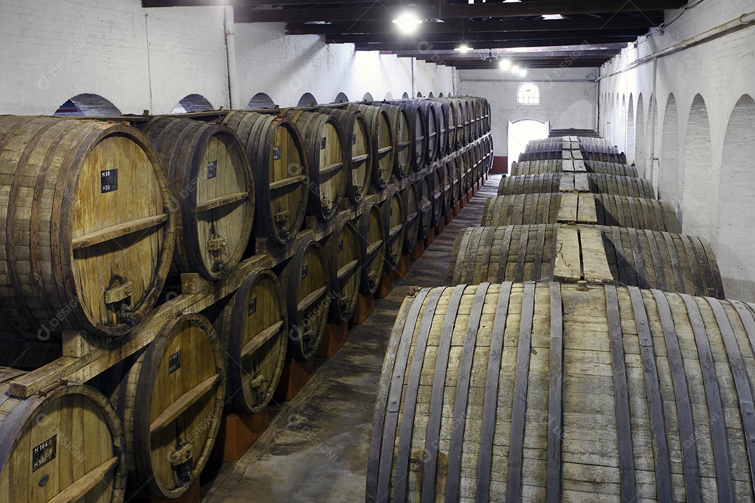 Vinhedo e barricas de madeira