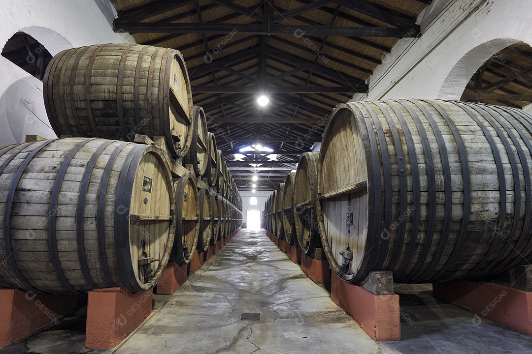 Vinhedo e barricas de madeira