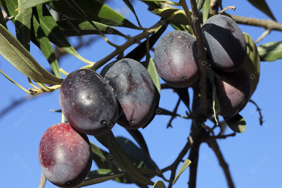 Galhos com frutos de oliveira