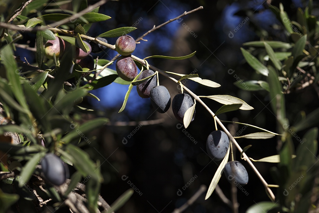 Galhos com frutos de oliveira