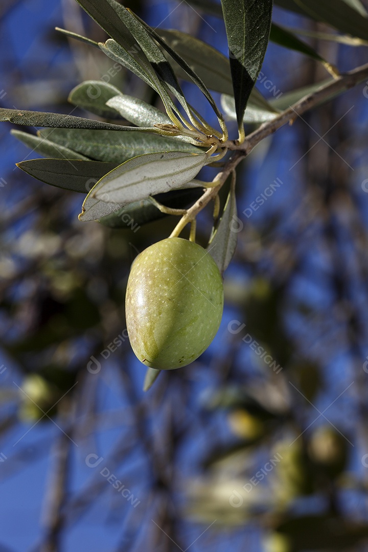 Galhos com frutos de oliveira