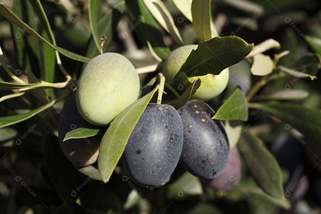 Galhos com frutos de oliveira