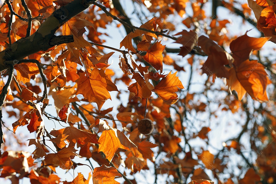 Folhas de inverno contra céu azul