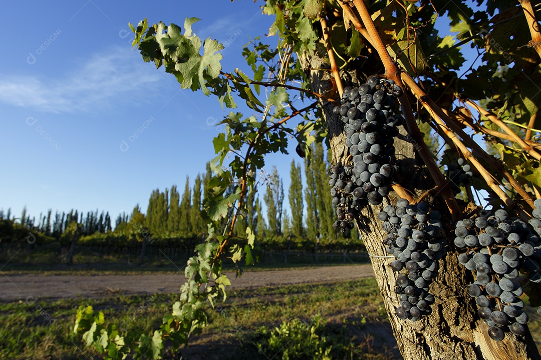 Detalhes de uma videira com uvas