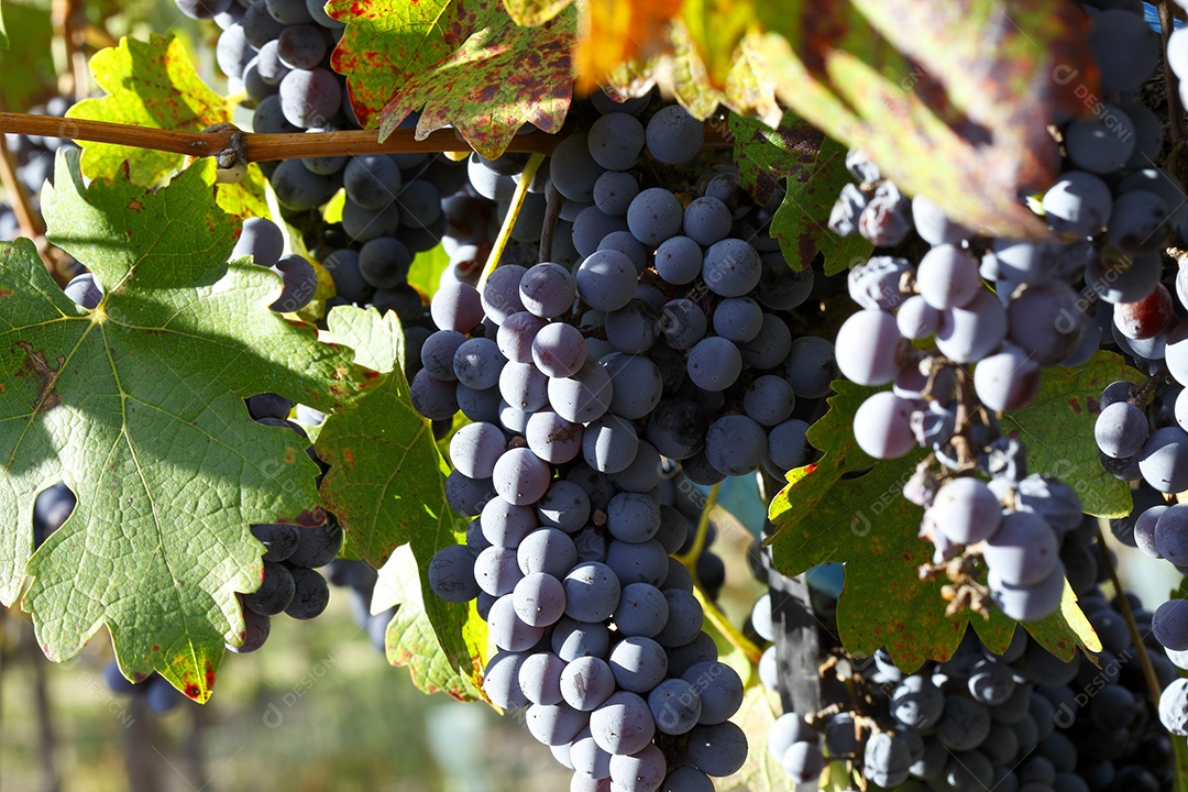 Cachos de uvas roxas para colheita