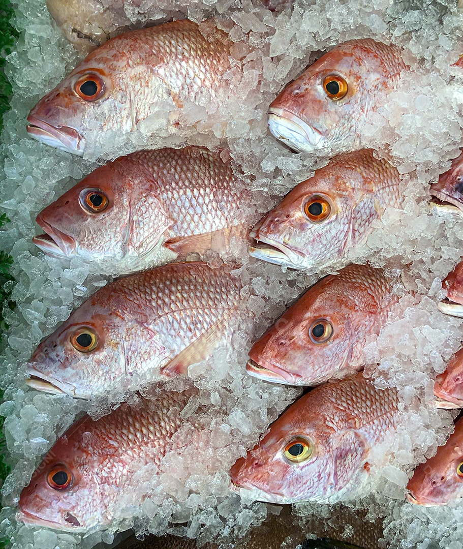 Peixes frescos no grelo