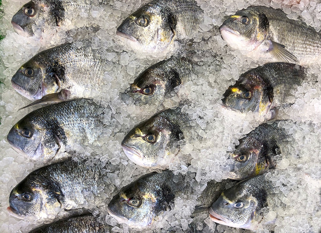 Peixe marinho Dorada no gelo no mercado