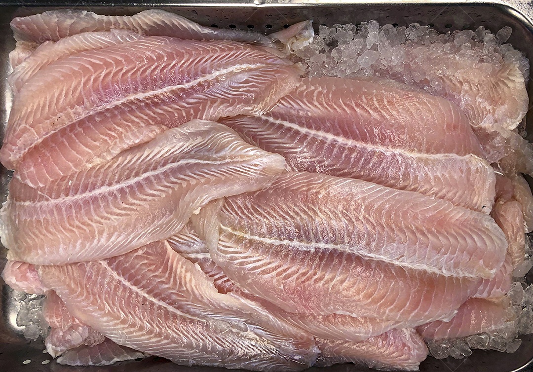 Corvina crua filés