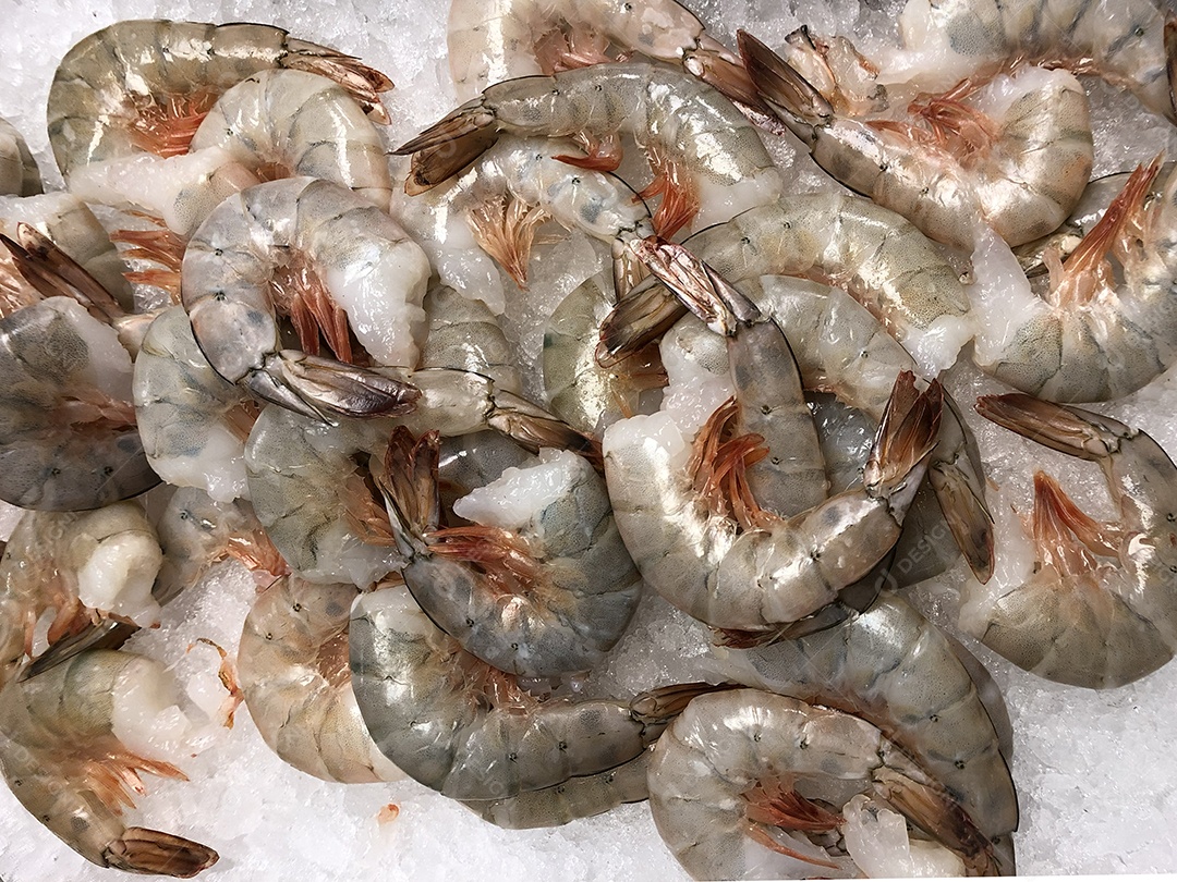 Camarão fresco no gelo