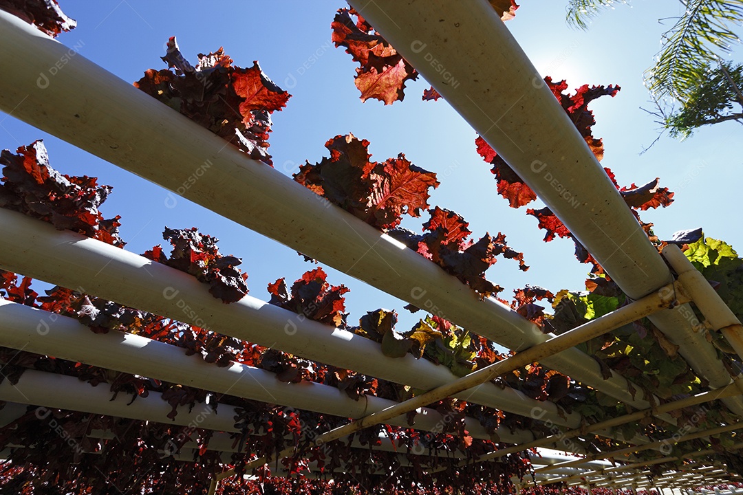 Horta ôrganica suspensa