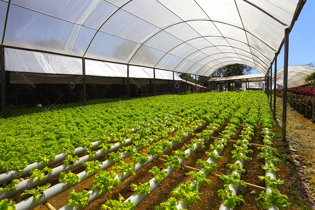 Horta orgânica sob um dia ensolarado