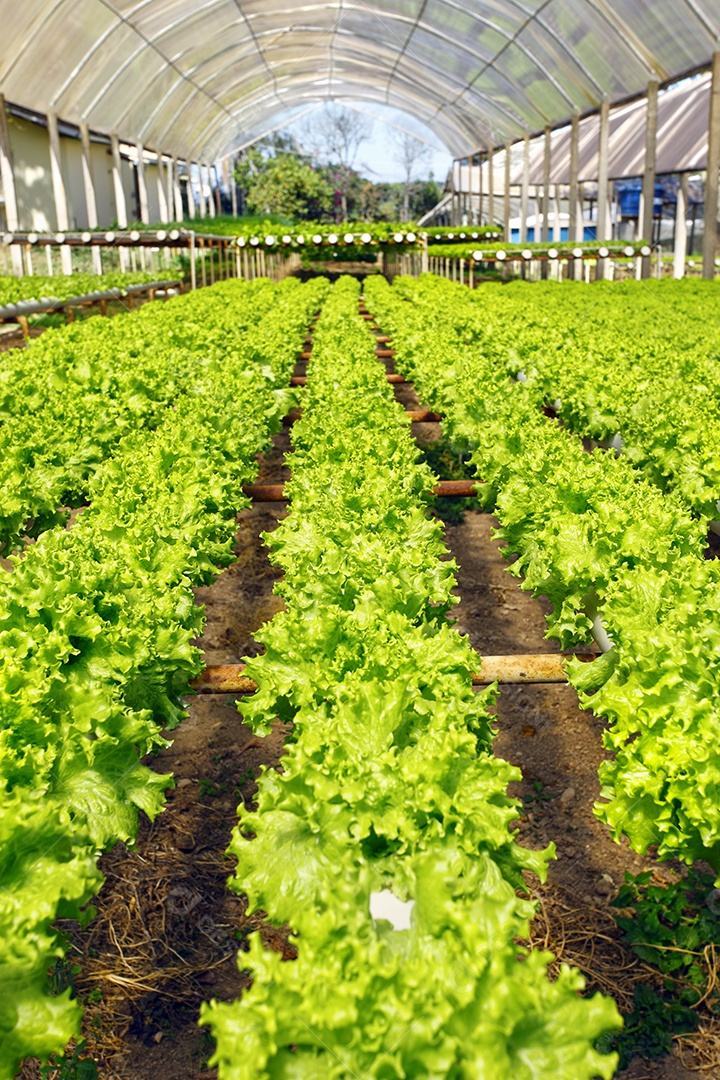 Estufas de hortaliças