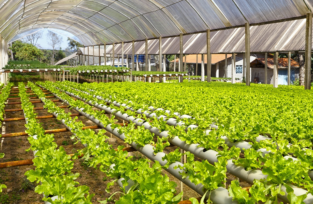 Estufas de hortaliças
