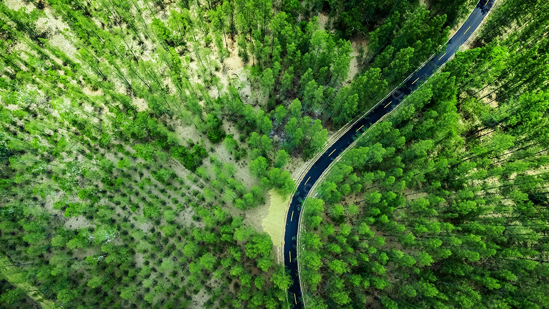 Paisagem de estrada e floresta de pinheiros