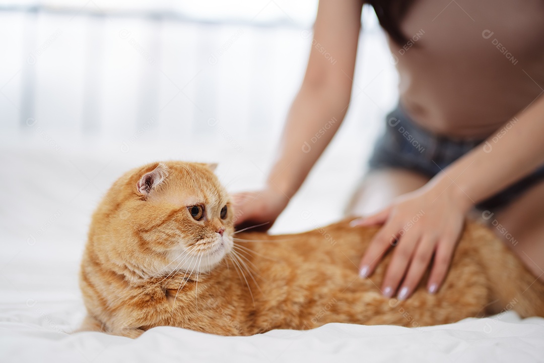 Gato brincalhão feliz brincalhão em uma casa. Amizade de animais de estimação e estilo de vida humano.