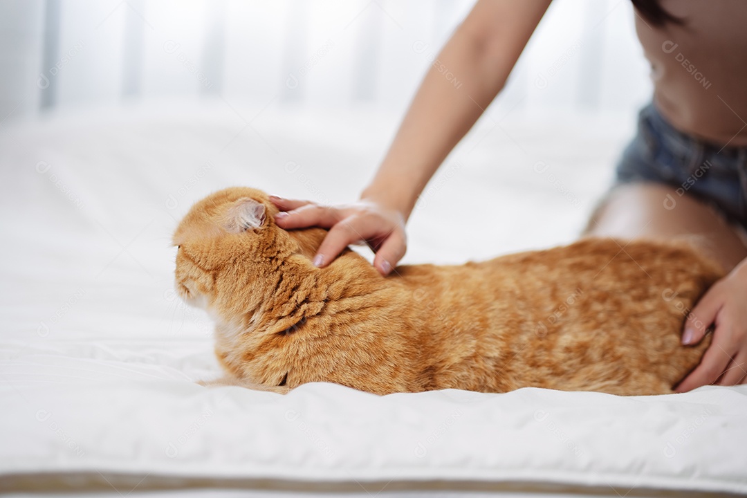 Gato brincalhão feliz brincalhão em uma casa. Amizade de animais de estimação e estilo de vida humano.