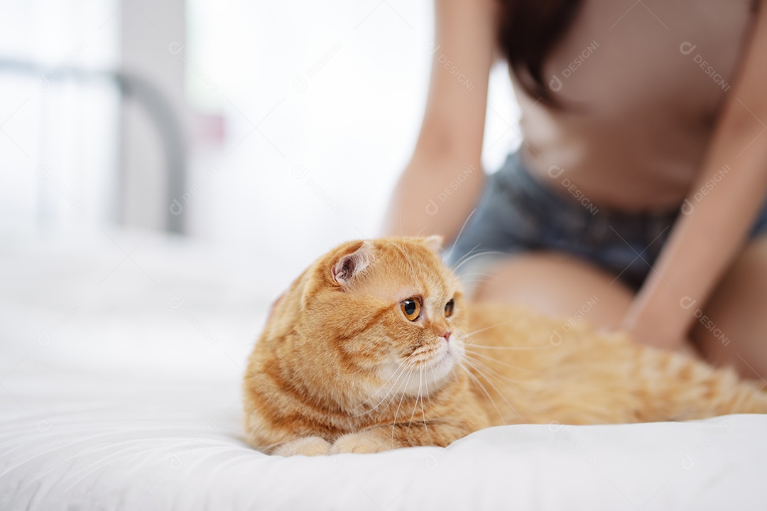 Gato brincalhão feliz brincalhão em uma casa. Amizade de animais de estimação e estilo de vida humano.