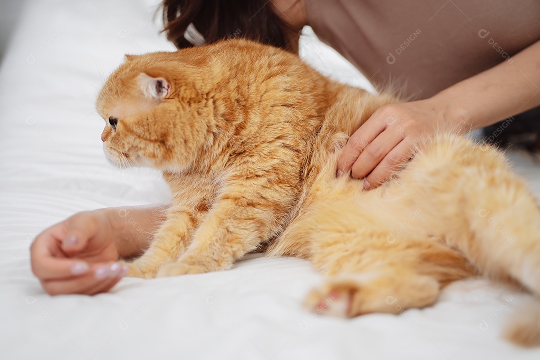 Gato brincalhão feliz brincalhão em uma casa. Amizade de animais de estimação e estilo de vida humano.