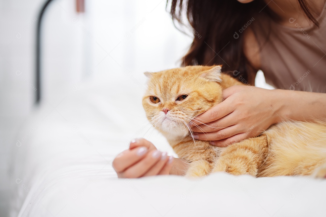 Gato brincalhão feliz brincalhão em uma casa. Amizade de animais de estimação e estilo de vida humano.