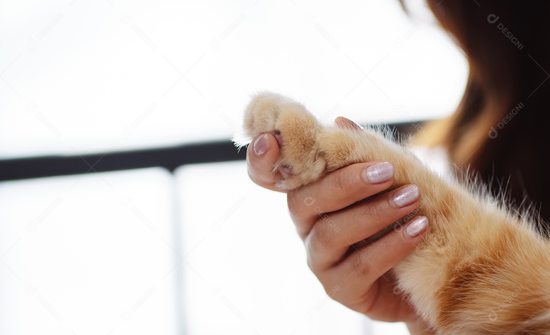 Gato brincalhão feliz brincalhão em uma casa. Amizade de animais de estimação e estilo de vida humano.