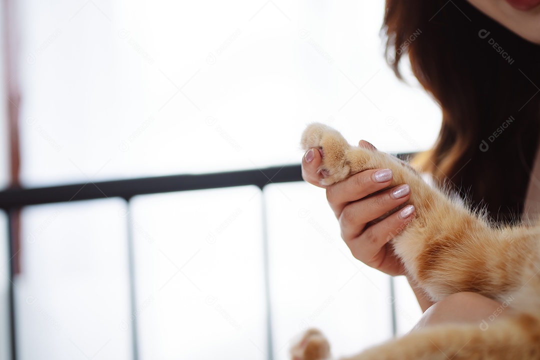 Gato brincalhão feliz brincalhão em uma casa. Amizade de animais de estimação e estilo de vida humano.