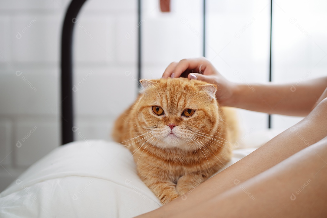 Gato brincalhão feliz brincalhão em uma casa. Amizade de animais de estimação e estilo de vida humano.