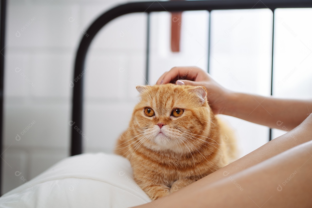 Gato brincalhão feliz brincalhão em uma casa. Amizade de animais de estimação e estilo de vida humano.