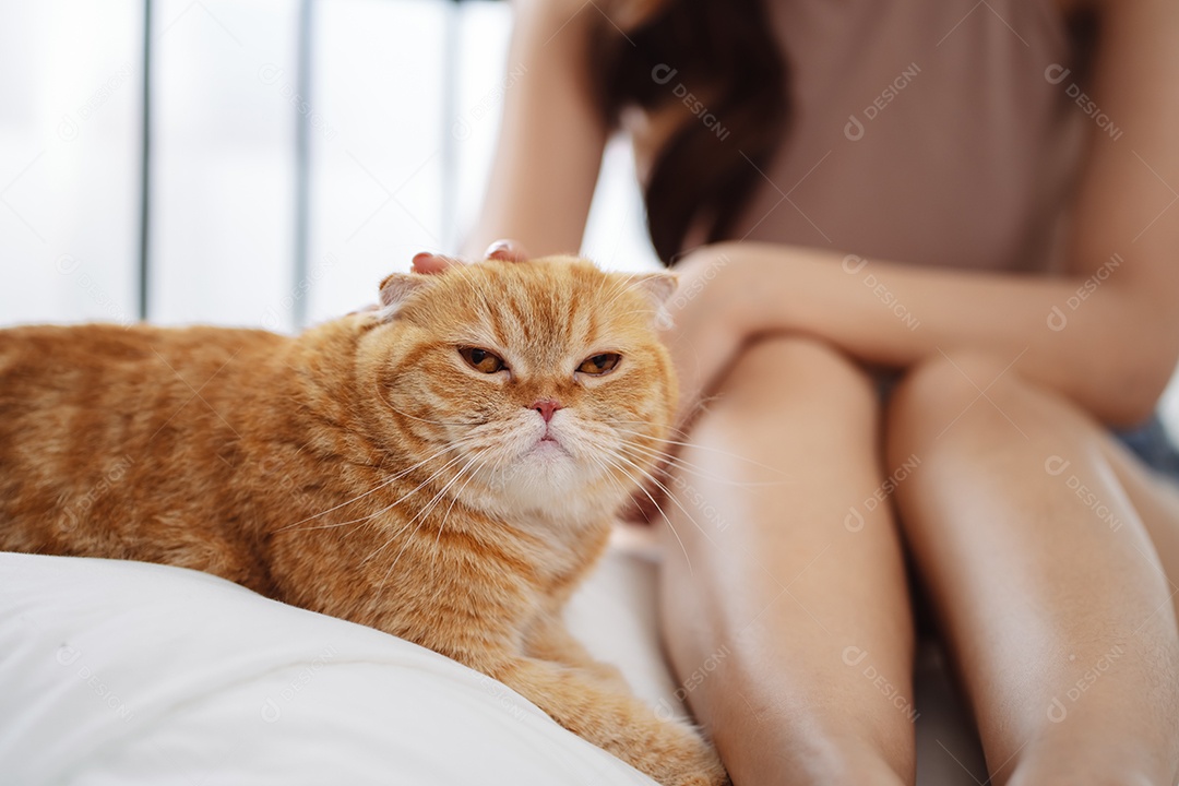 Gato brincalhão feliz brincalhão em uma casa. Amizade de animais de estimação e estilo de vida humano.