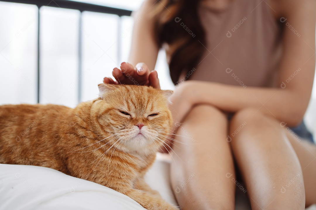 Gato brincalhão feliz brincalhão em uma casa. Amizade de animais de estimação e estilo de vida humano.