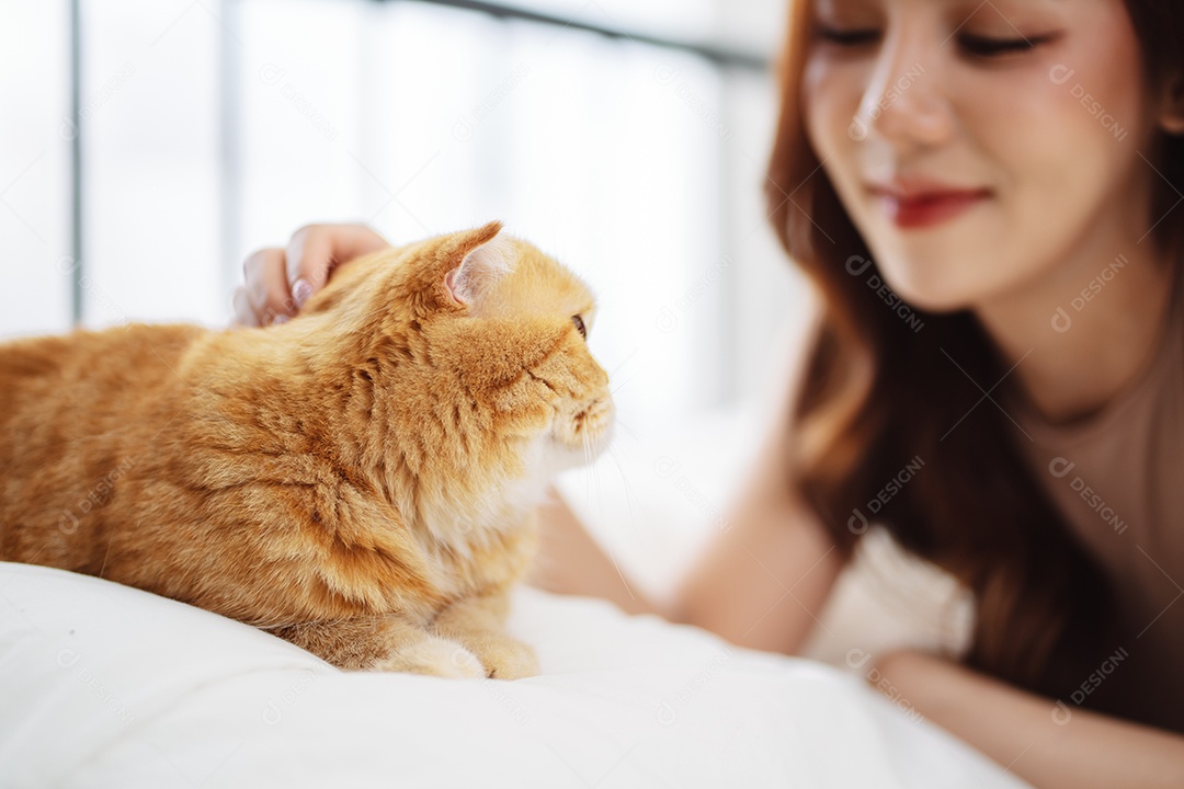 Gato brincalhão feliz brincalhão em uma casa. Amizade de animais de estimação e estilo de vida humano.