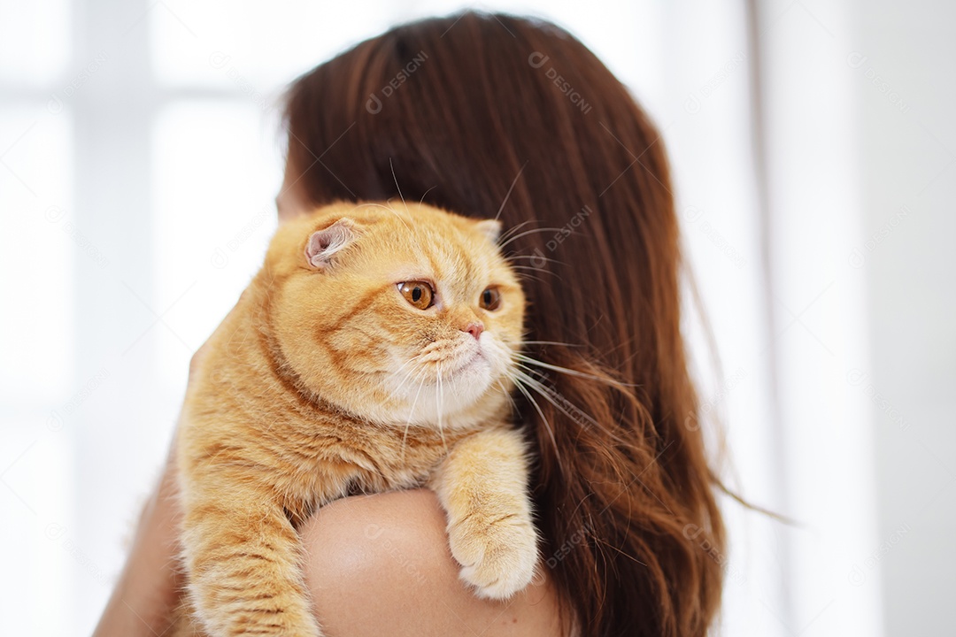 Gato brincalhão feliz brincalhão em uma casa. Amizade de animais de estimação e estilo de vida humano.