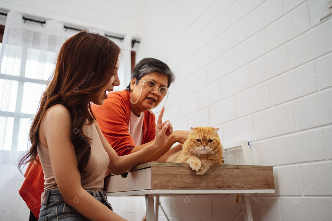 Gato bonito feliz brincalhão em uma casa. Amizade de animais de estimação e estilo de vida humano.