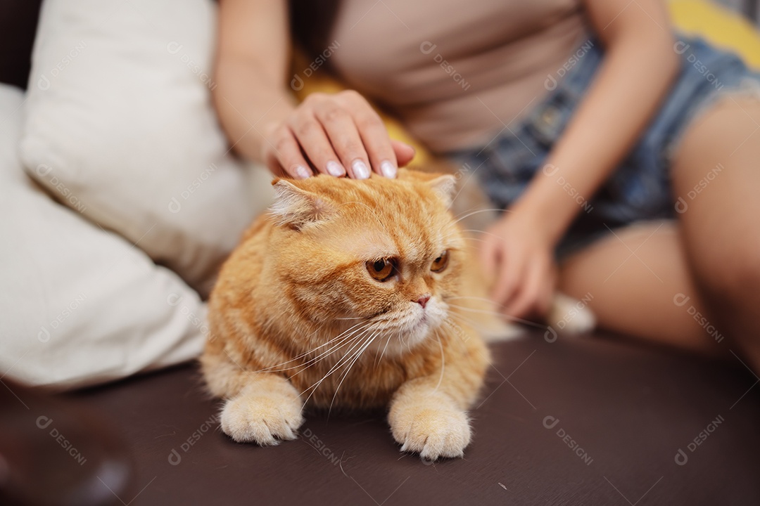 Gato bonito feliz brincalhão em uma casa. Amizade de animais de estimação e estilo de vida humano.