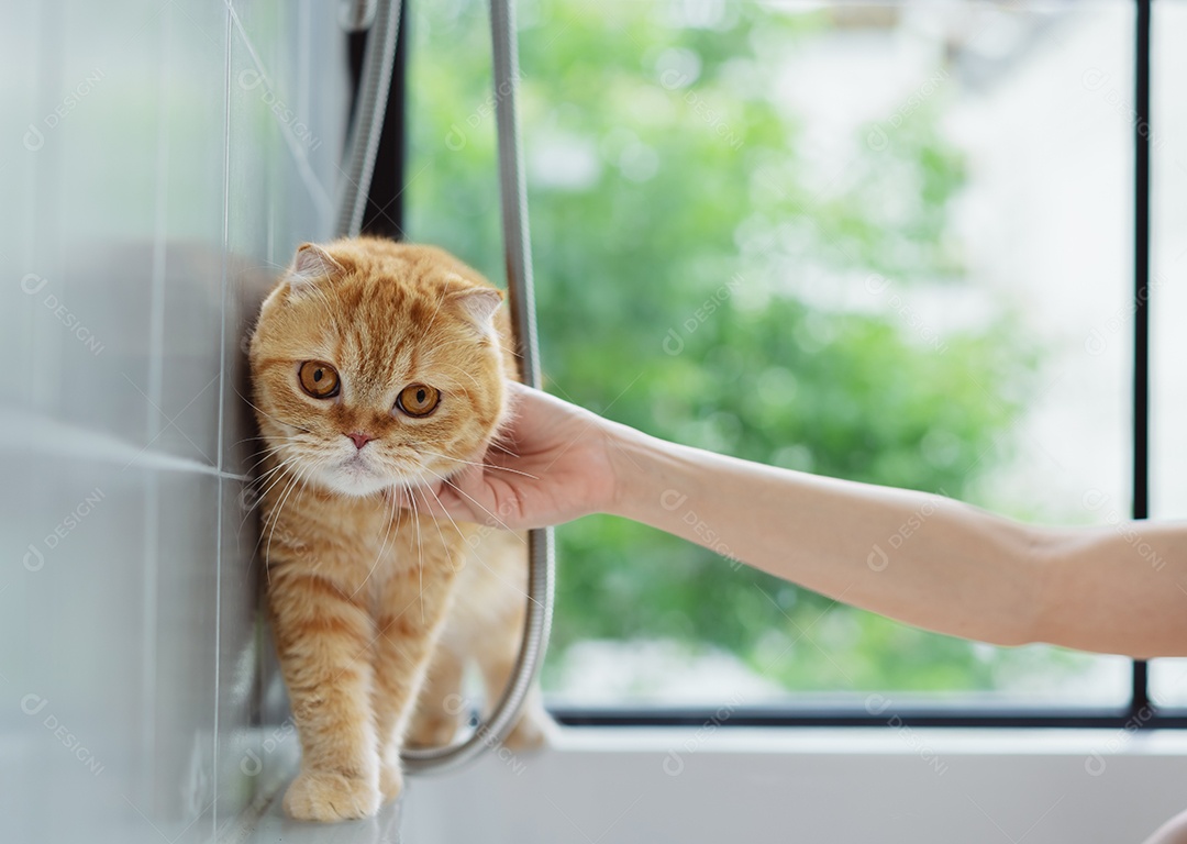 Gato bonito feliz brincalhão em uma casa. Amizade de animais de estimação e estilo de vida humano.