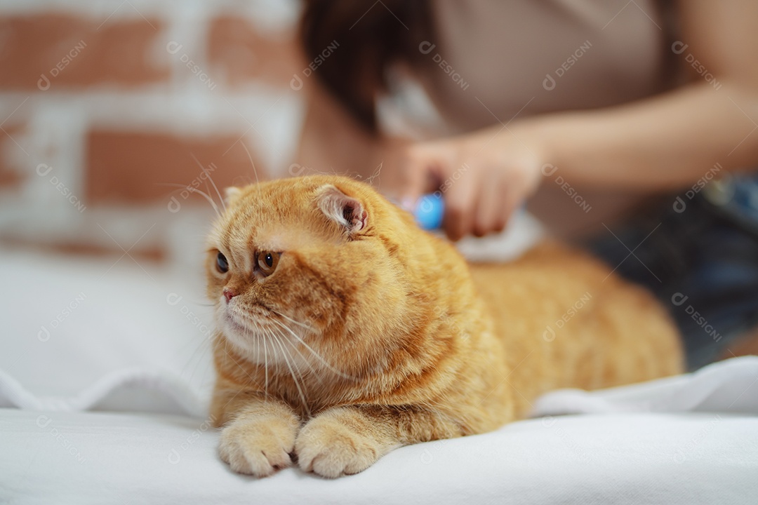 Cabelo de gato penteado à mão, cuidado com o conceito de animal de estimação fofo.