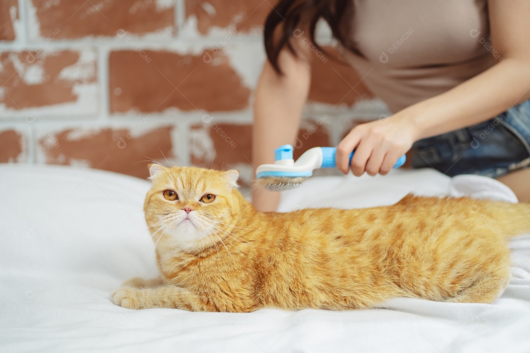 Cabelo de gato penteado à mão, cuidado com o conceito de animal de estimação fofo.