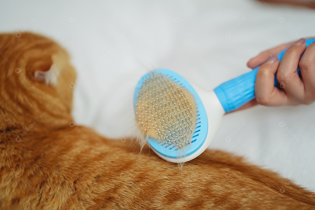 Cabelo de gato penteado à mão, cuidado com o conceito de animal de estimação fofo.