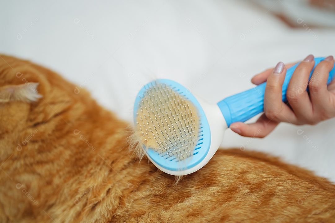 Cabelo de gato penteado à mão, cuidado com o conceito de animal de estimação fofo..