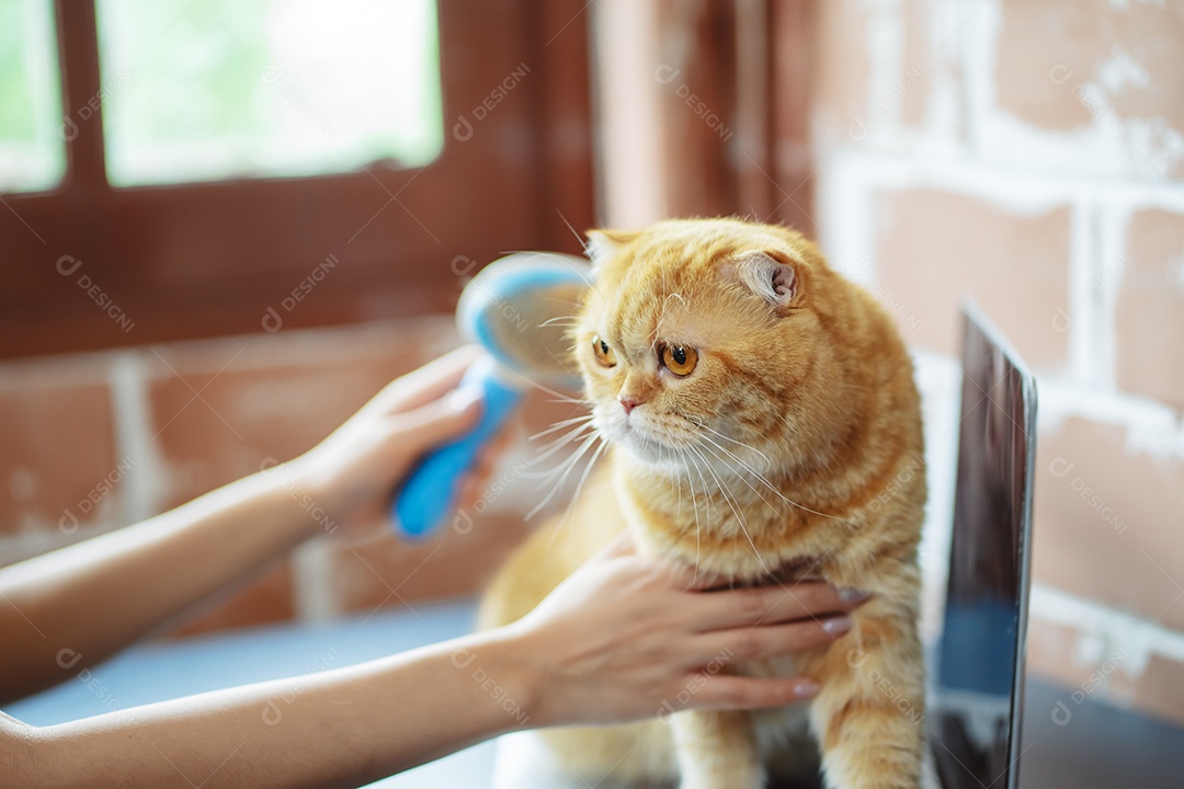 Gato bonito feliz brincalhão em uma casa. Amizade de animais de estimação e estilo de vida humano.