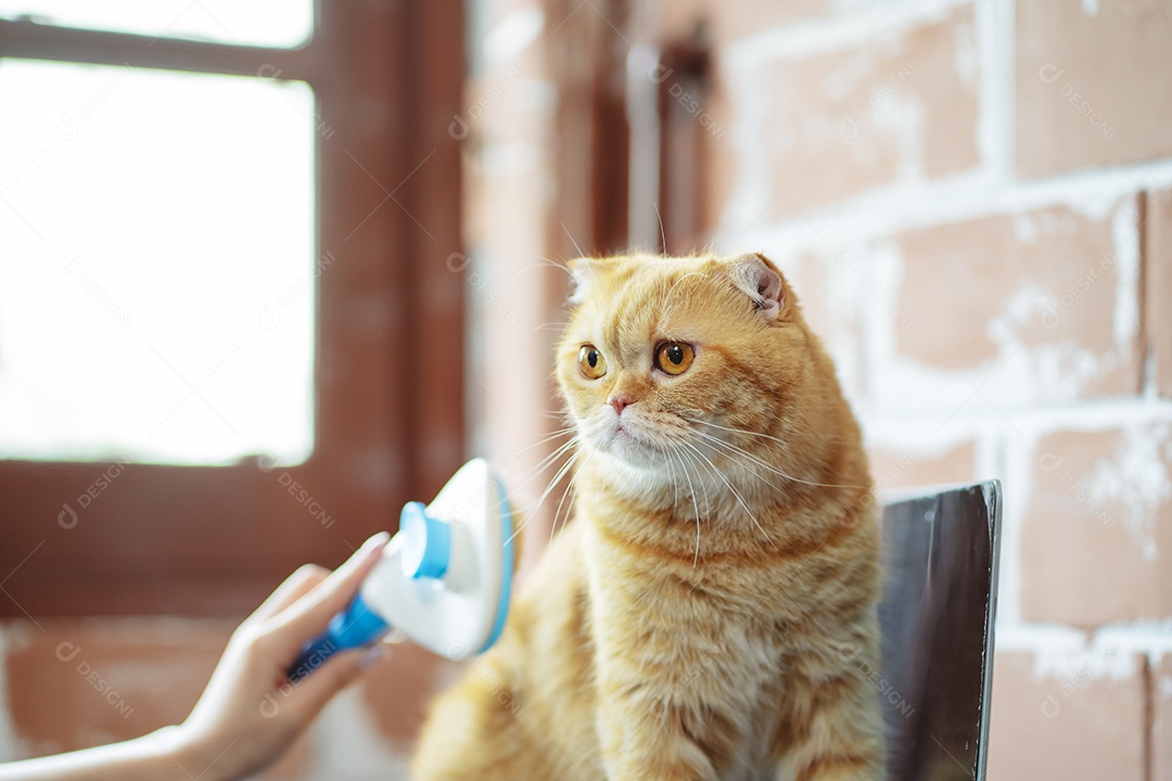 Cabelo de gato penteado à mão, cuidado com o conceito de animal de estimação fofo.